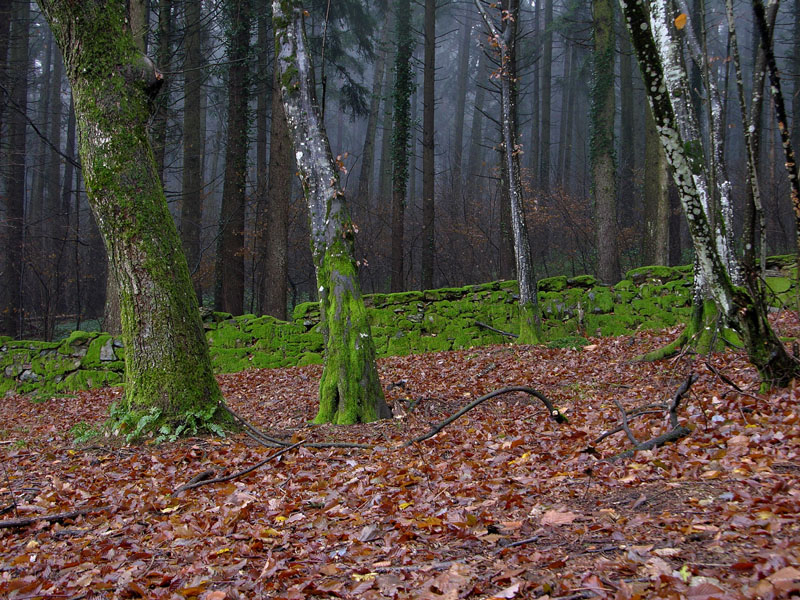 Atmosfere nel bosco......